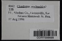 Image of Claudopus arachnoideus