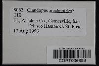 Image of Claudopus arachnoideus