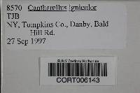 Cantharellus ignicolor image