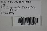 Clitocybe phyllophila image