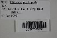 Clitocybe phyllophila image