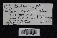 Entoloma byssisedum image