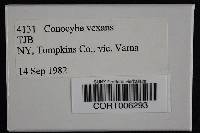 Conocybe vexans image