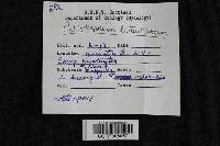 Callistosporium luteo-olivaceum image
