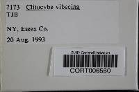 Clitocybe vibecina image