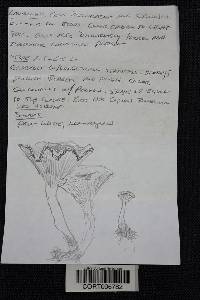 Clitocybe gibba image