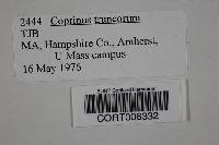 Coprinellus truncorum image
