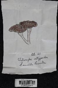 Pseudoarmillariella ectypoides image