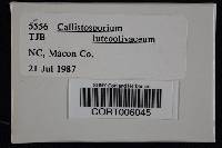 Callistosporium luteo-olivaceum image