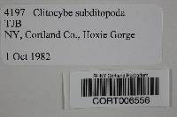 Clitocybe subditopoda image