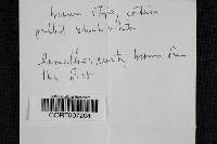 Cortinarius trivialis image