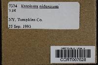 Entoloma rhodopolium image