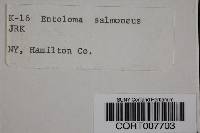 Entoloma salmoneum image