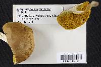 Boletus auriporus image