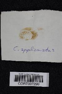 Crepidotus applanatus image