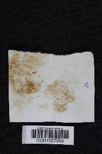 Crepidotus applanatus image