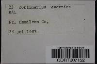 Image of Cortinarius evernius