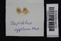 Crepidotus applanatus image