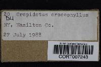 Crepidotus crocophyllus image