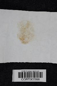 Crepidotus applanatus image