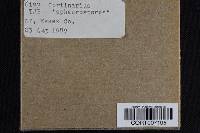 Cortinarius sphaerosporus image