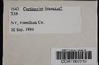 Cortinarius limonius image