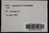 Gyroporus castaneus image
