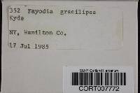 Image of Fayodia gracilipes