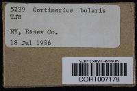 Cortinarius bolaris image
