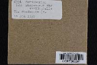 Image of Cortinarius phoeniceus