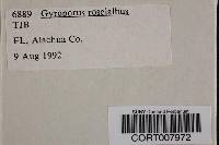 Image of Gyroporus roseialbus