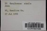 Geoglossum simile image