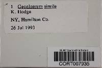 Geoglossum simile image