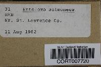Entoloma salmoneum image