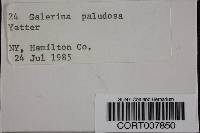 Galerina paludosa image