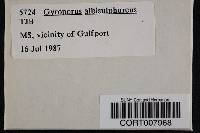 Image of Gyroporus albisulphureus