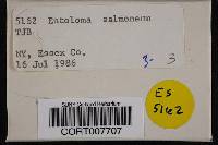 Entoloma salmoneum image