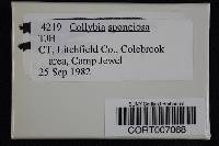 Collybia spongiosa image