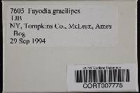 Fayodia gracilipes image