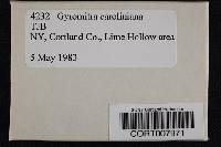 Gyromitra caroliniana image