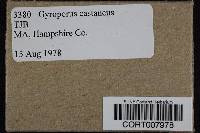 Gyroporus castaneus image