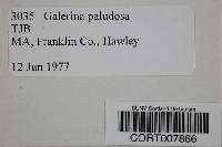 Galerina paludosa image