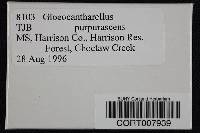 Gloeocantharellus purpurascens image