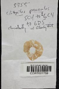 Clitopilus prunulus image