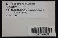 Entoloma salmoneum image