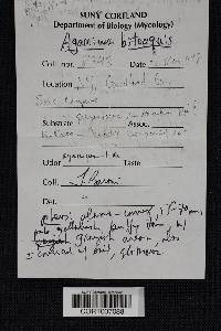 Agaricus bitorquis image