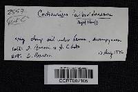 Cortinarius alboviolaceus image