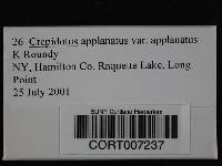 Crepidotus applanatus image