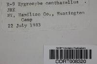 Hygrocybe cantharellus image