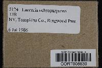 Laccaria ochropurpurea image